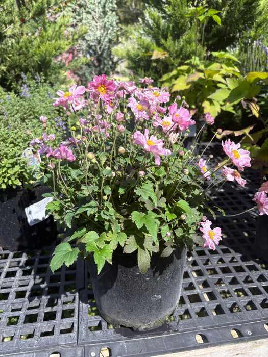 Pocahontas Windflower (Anemone)