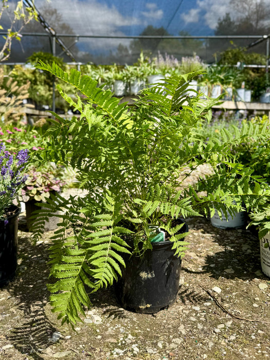 Ostrich Fern