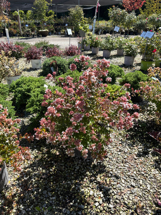 Rose Creek Abelia