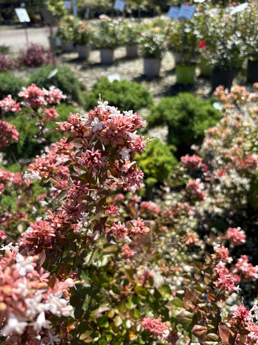 Rose Creek Abelia