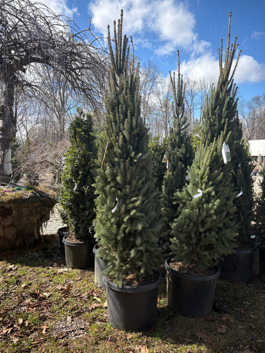 Columnar Norway Spruce