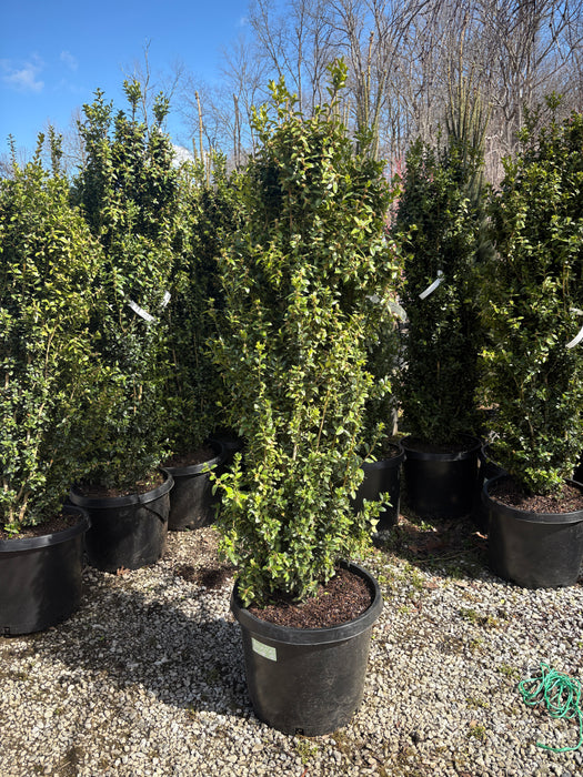 Uva Runk Dee Runk Columnar Boxwood For Sale Online! | Upright Evergreen ...