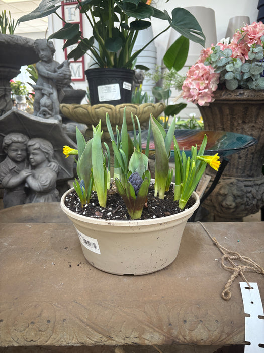 Easter Bulb Garden