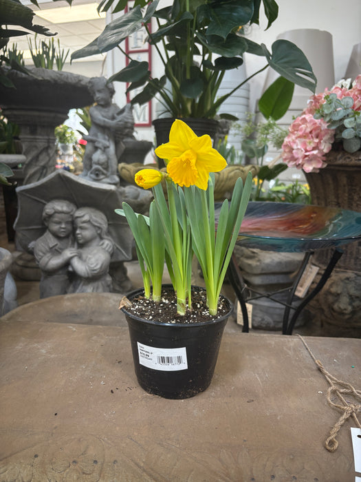 Easter Daffodil