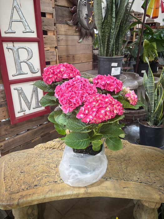 Easter Hydrangea