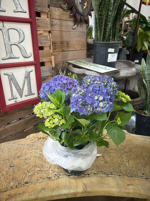 Easter Hydrangea