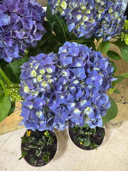 Easter Hydrangea