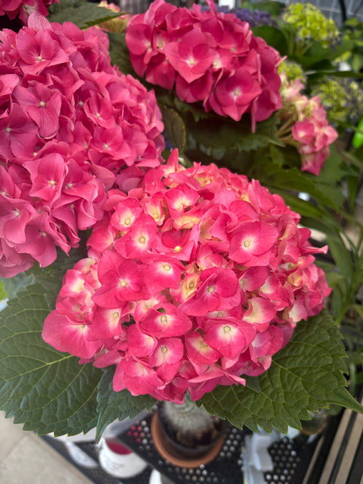 Easter Hydrangea