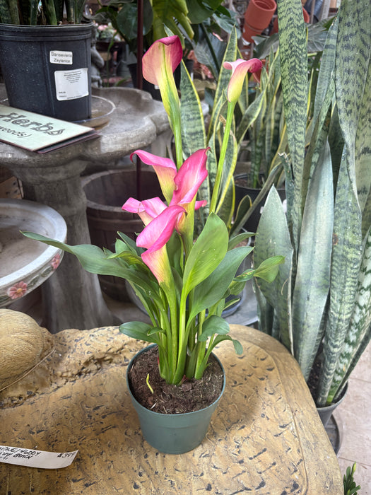 Easter Calla Lily