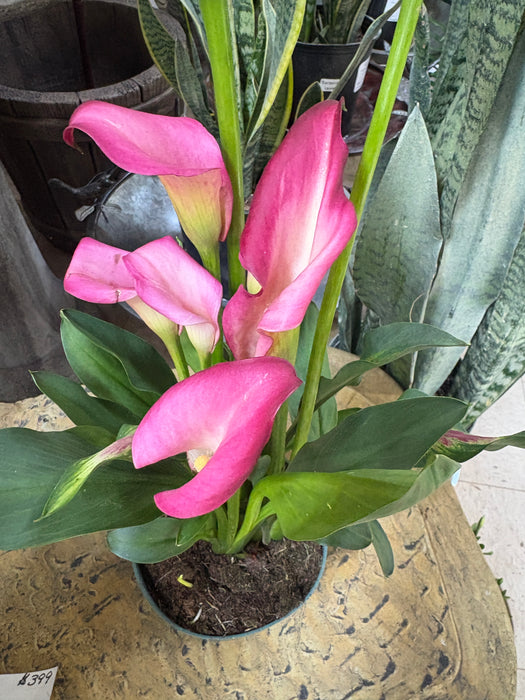 Easter Calla Lily