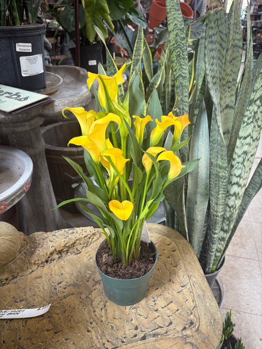 Easter Calla Lily