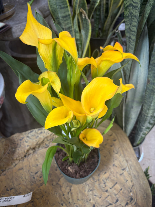 Easter Calla Lily