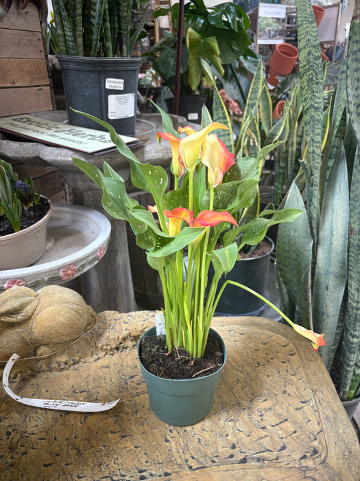 Easter Calla Lily