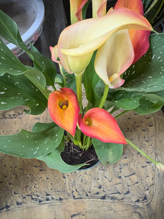 Easter Calla Lily