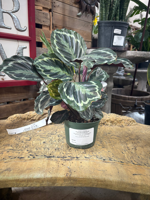 Rose-Painted Calathea (Calathea Roseopicta)