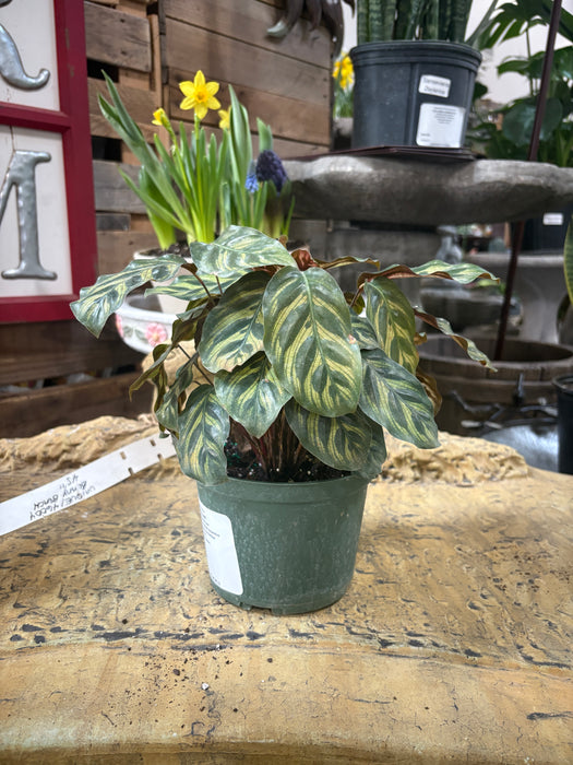 Peacock Plant