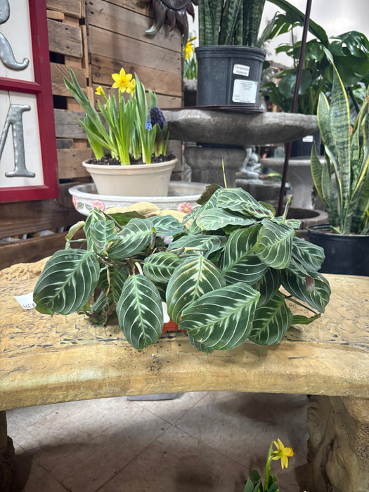 Black Prayer Plant