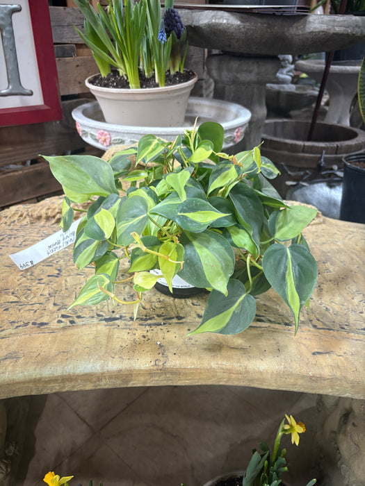 Brazil Philodendron