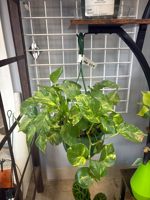 Marble Queen Pothos