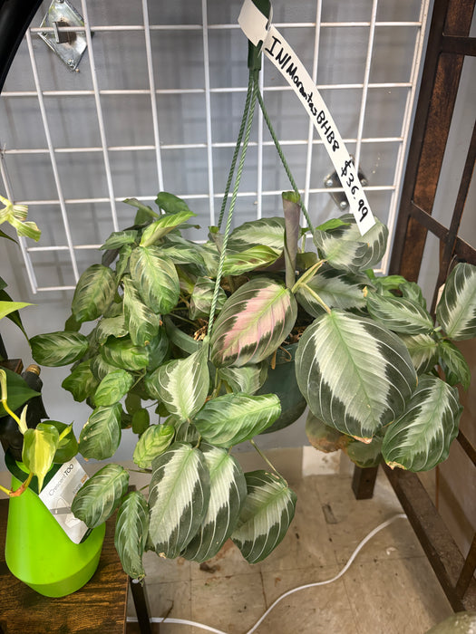 Silver Band Prayer Plant