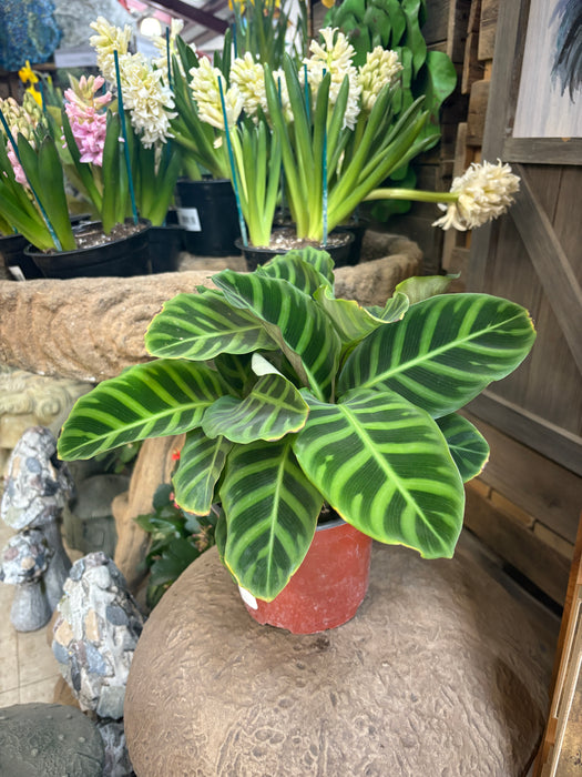Zebra Plant