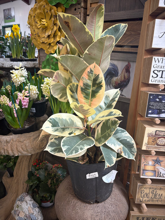 Variegated Rubber Tree