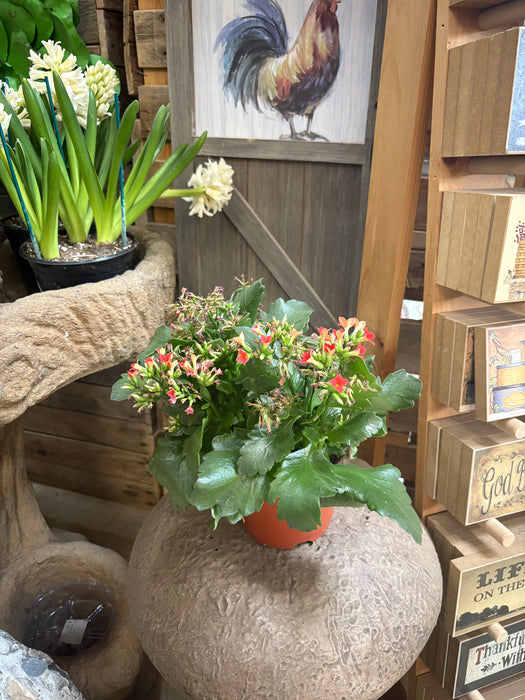 Kalanchoe