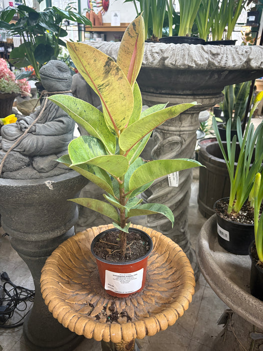 Ficus Sheveriana