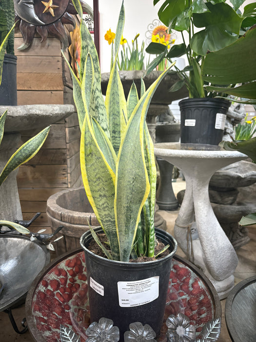 Variegated Snake Plant