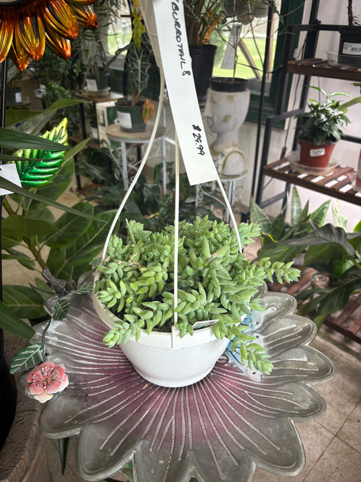Burro's Tail