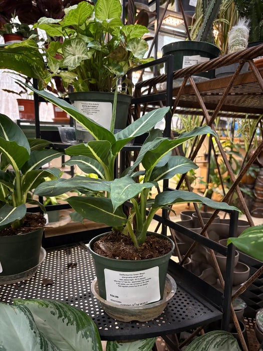 Green Magic Dieffenbachia