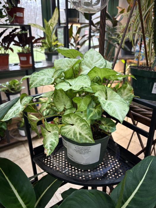 White Butterfly Syngonium