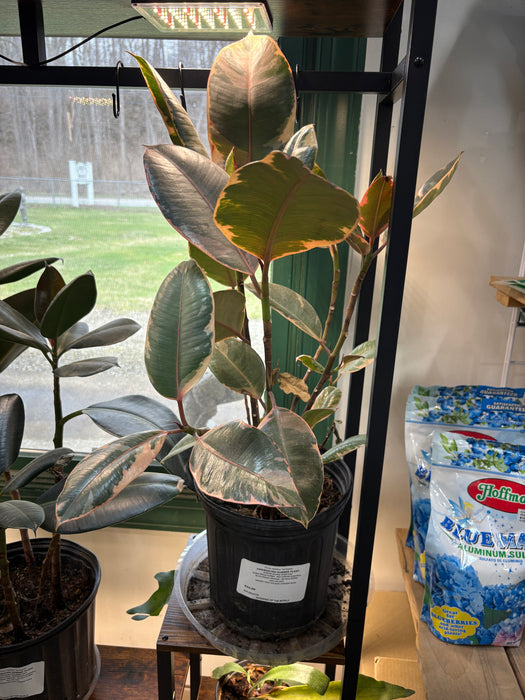 Variegated Rubber Tree