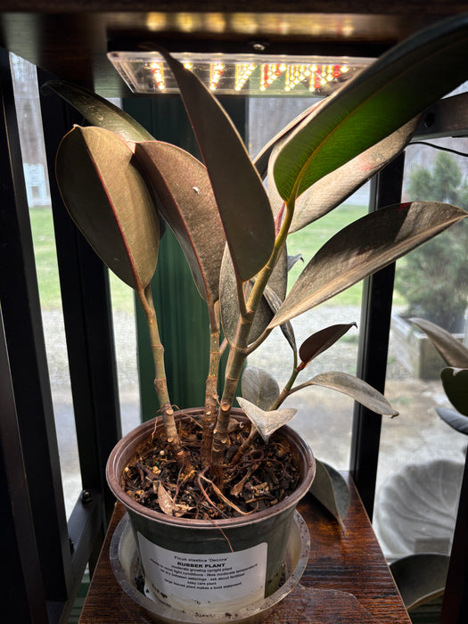 Rubber Tree