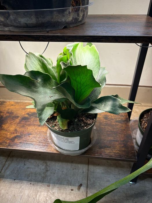 Staghorn Fern