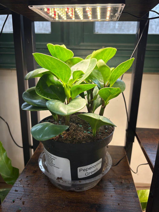 Peperomia