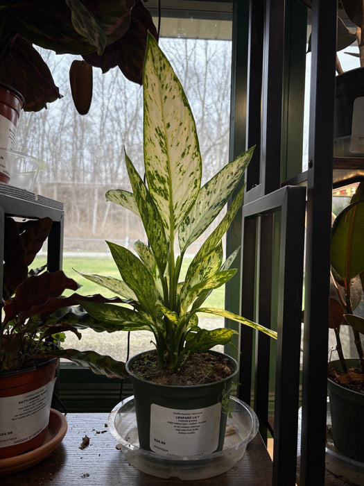 Vesuvius Dieffenbachia
