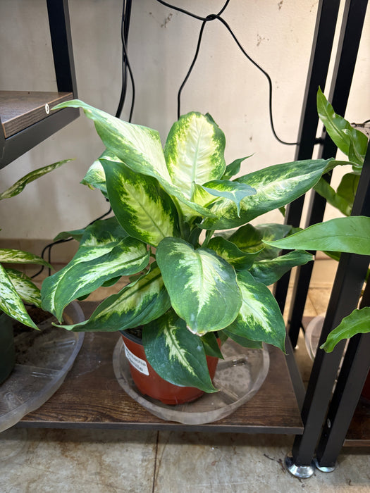 Camille Dieffenbachia