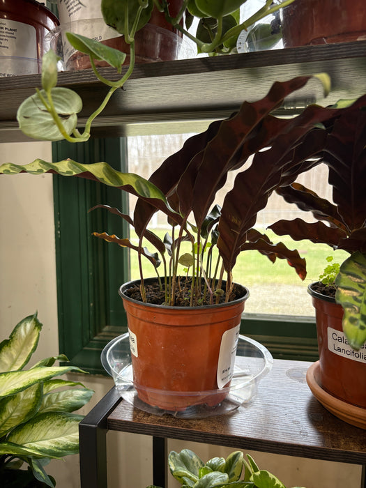 Rattlesnake Plant