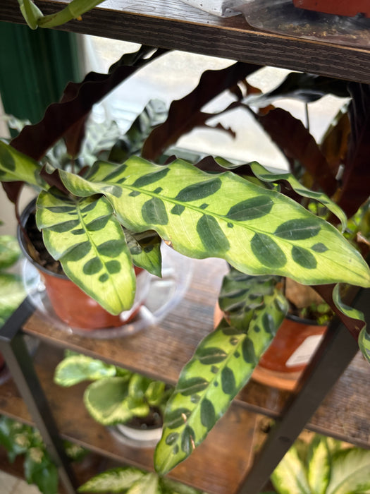 Rattlesnake Plant