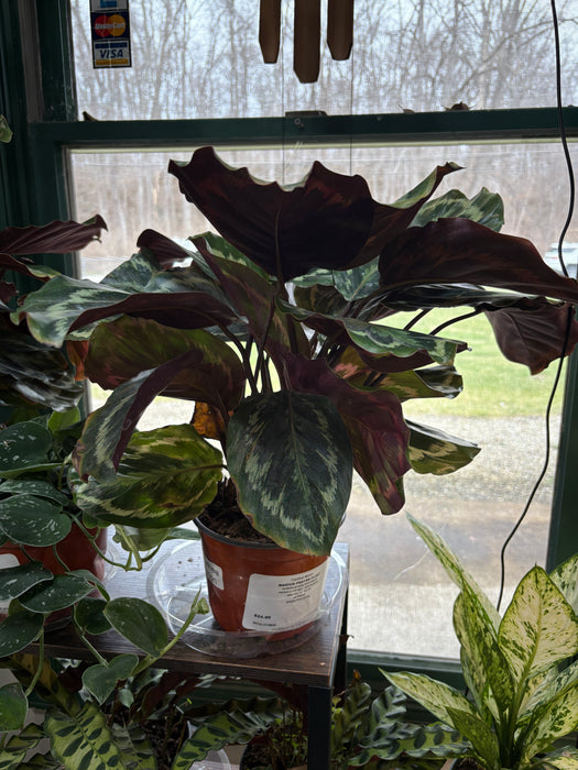 Marion Prayer Plant