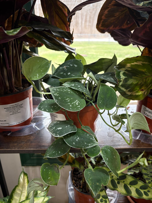 Silver Pothos