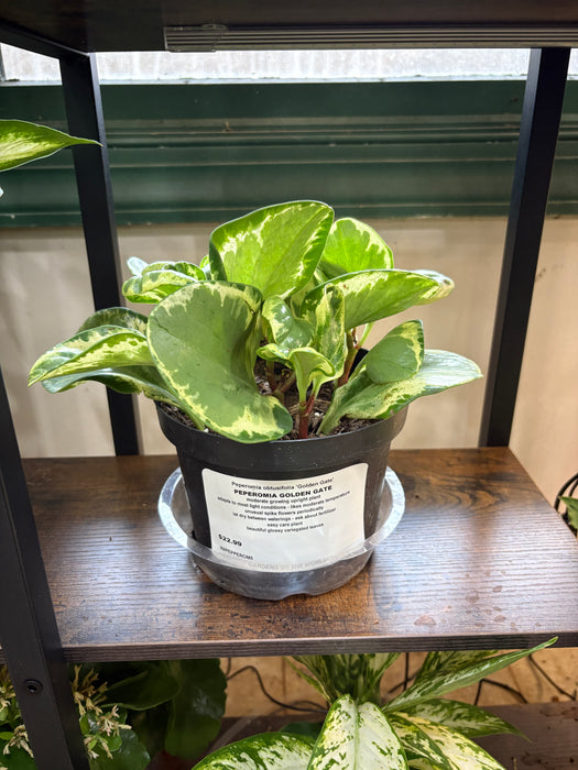 Golden Gate Peperomia