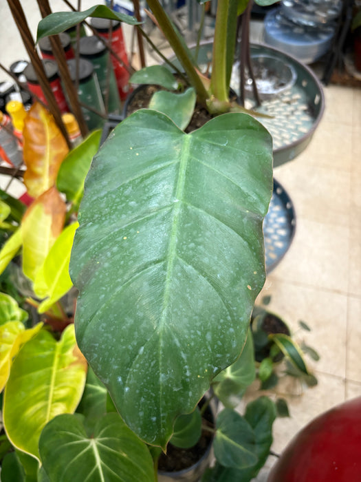 Jungle Fever Philodendron