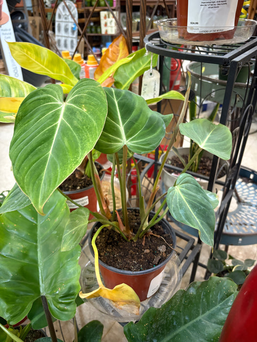 Philodendron Gloriosum