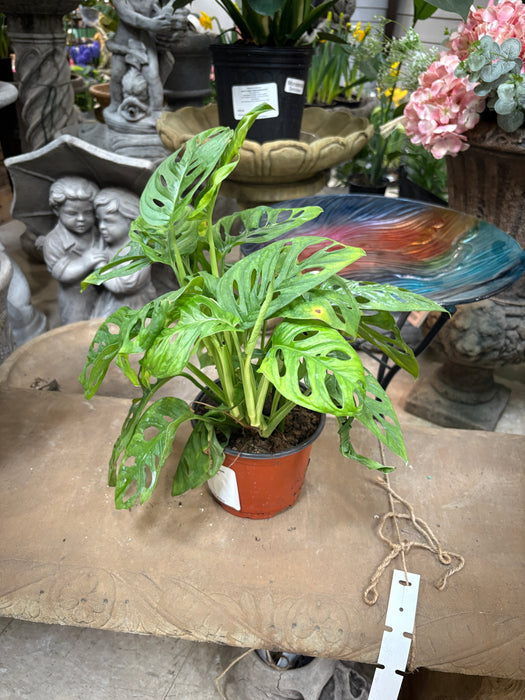 Swiss Cheese Monstera