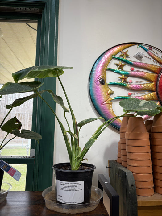 Thai Constellation Monstera