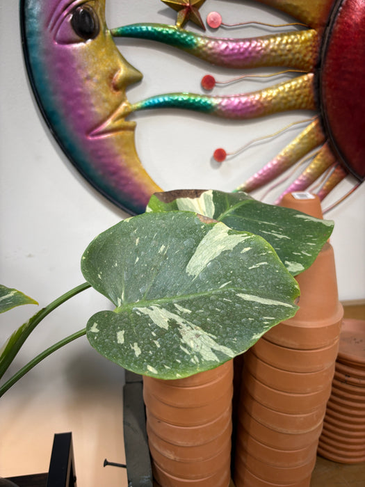 Thai Constellation Monstera