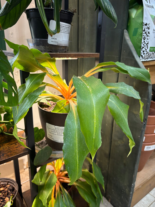 Mandarin Orange Spider Plant
