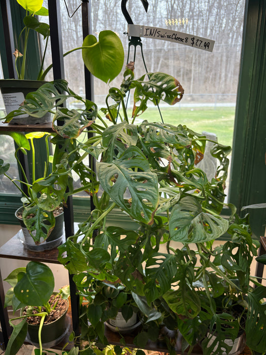 Swiss Cheese Monstera